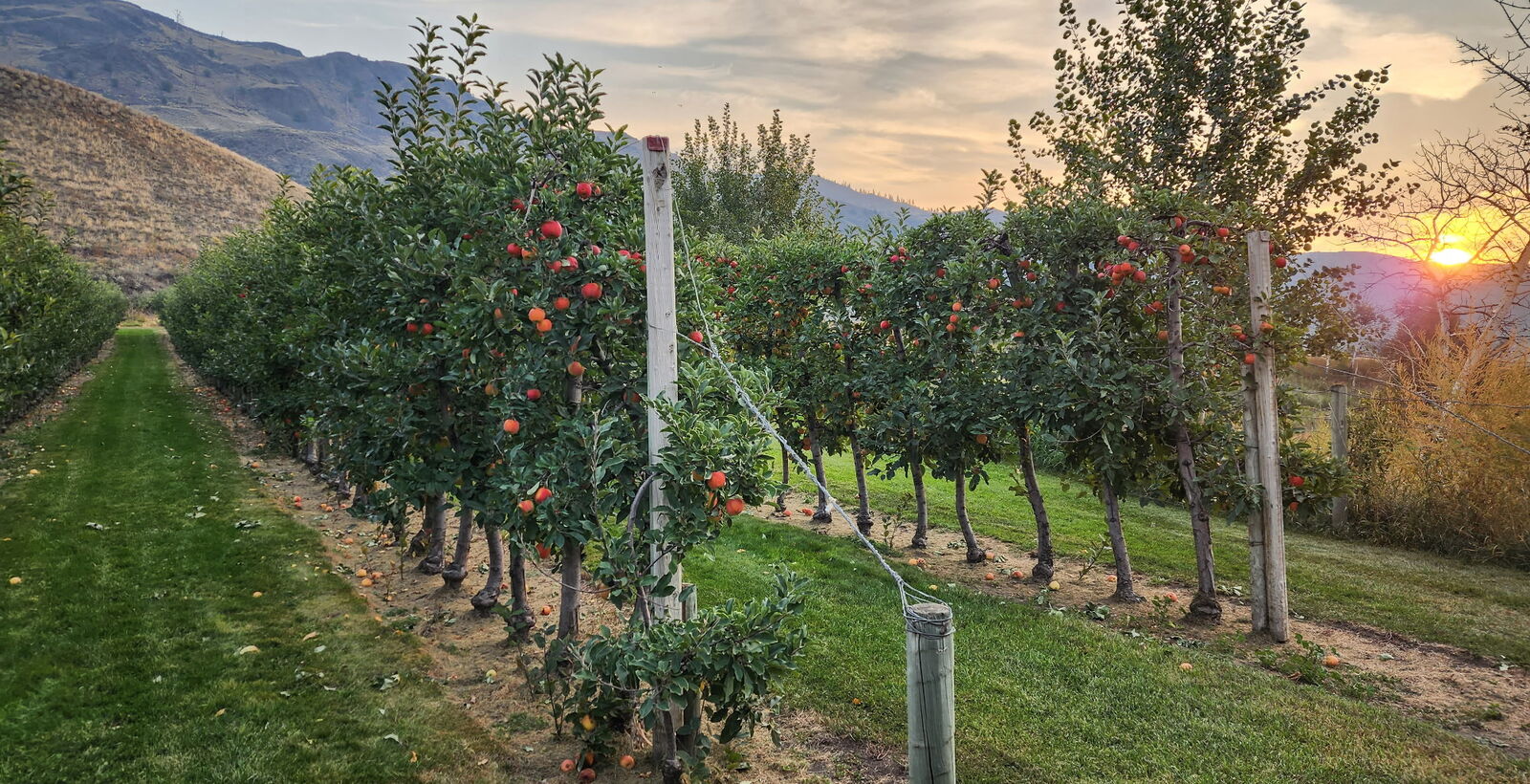 85 Acres of Homegrown Goodness